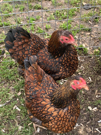 Gold laced wyandotte eggs