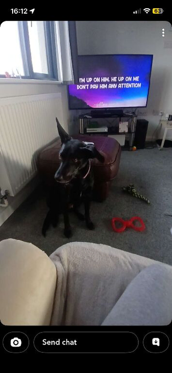 2 year old collie/lab