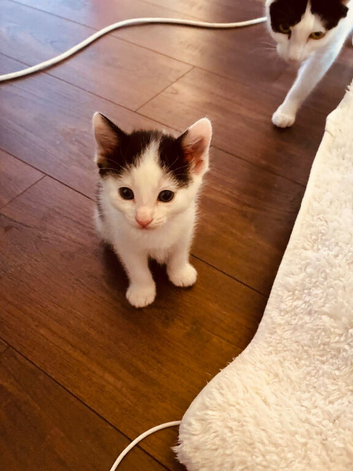 Adorable Kittens Looking for Their Forever Homes
