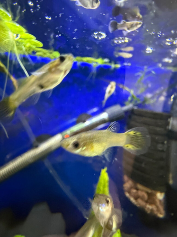 30+ Mixed  female guppies free to new home