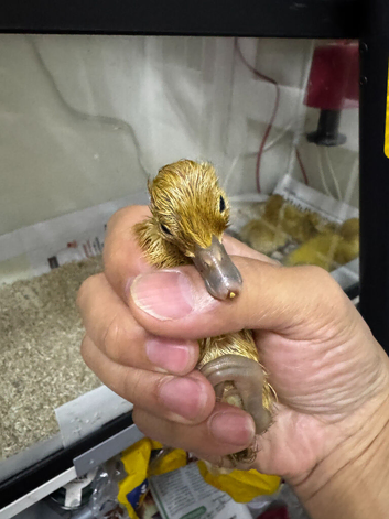 Welsh Harlequin Ducklings For Sale