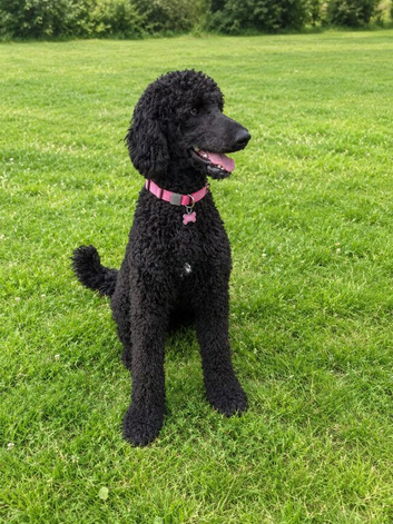 Gorgeous Female Doodle