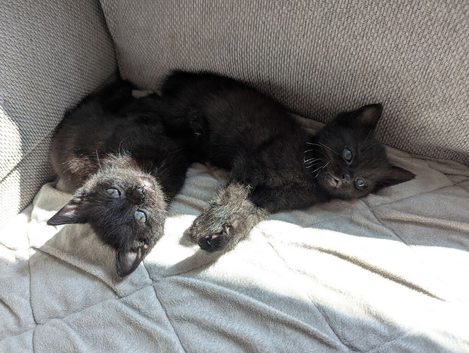Kittens need new homes, READY NOW.