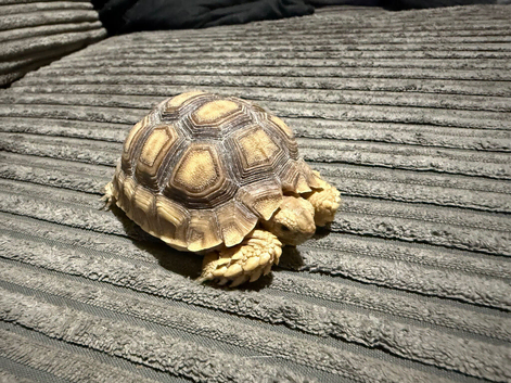 sulcata tortoises