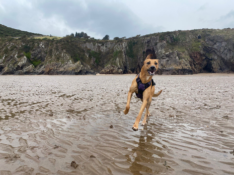 Saluki Lurcher x Staff