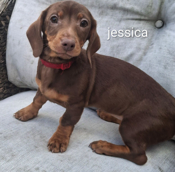 dachshund puppies, boys and girls available