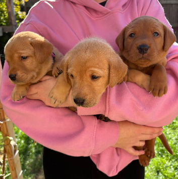 3 LEFT outstanding working Labrador pups!