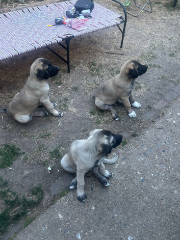 Turkish Kangal Turkish Malak