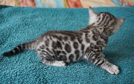 Superb Boy n Girl Bengal Kittens
