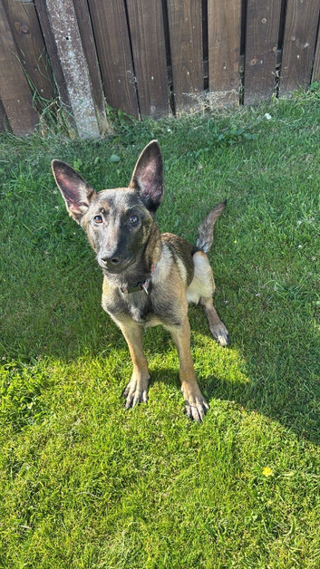 Belgian malinois female puppy