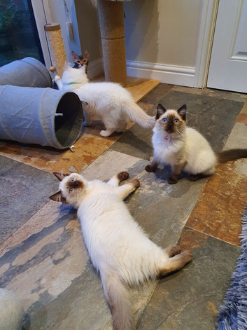 Beautiful GCCF Registered Ragdoll Kittens