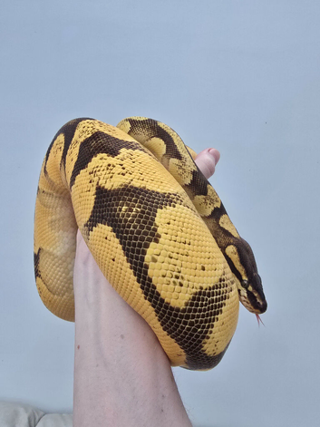 Proven breeder Super Orange dream female ball python