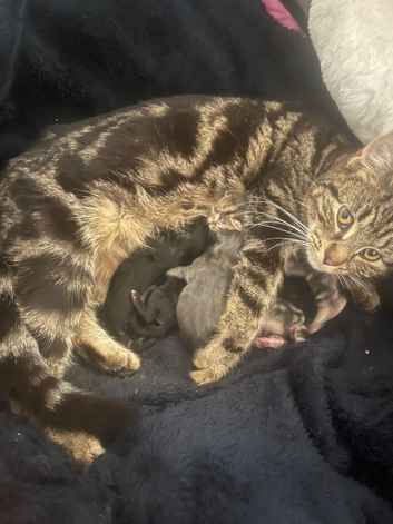 5 kittens for sale