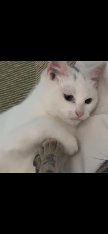 turkish angora mix white shorthair boy