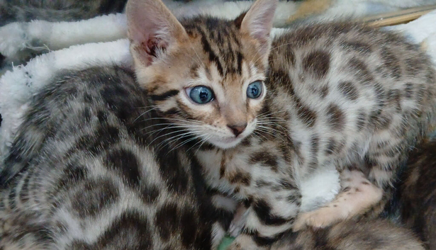 Pure bengal kittens mum & dad owned by us