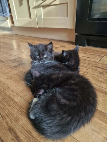 ️️2 sweet and playful kitten left
