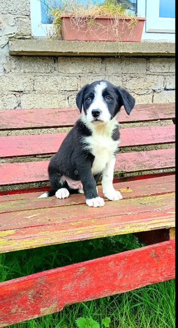 Border collie puppy