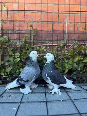 4 west of england pigeons