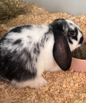 Two beautiful male rabbits for sale