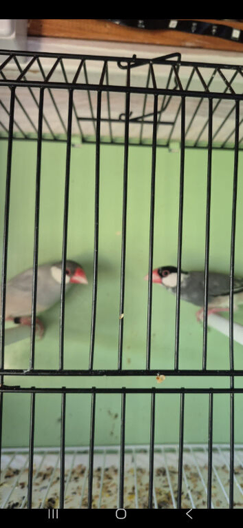 Java sparrow pair