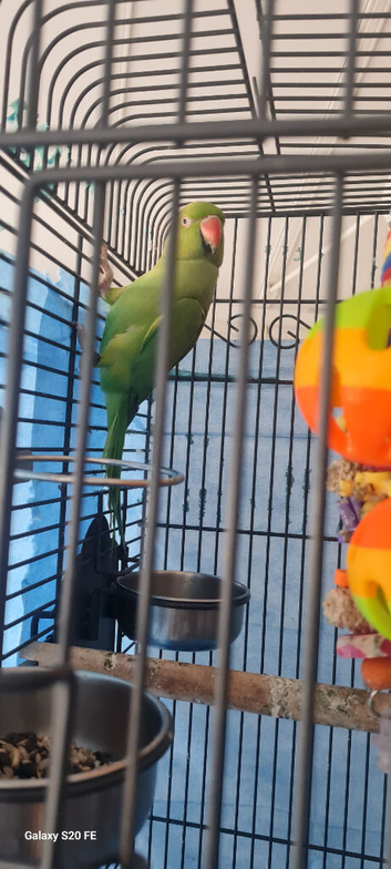 Indian Ring Neck parrot for sale