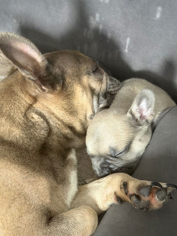 French bull dog