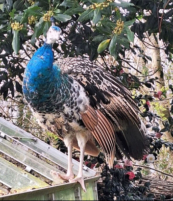 Needs a home asap Black shoulder peacock