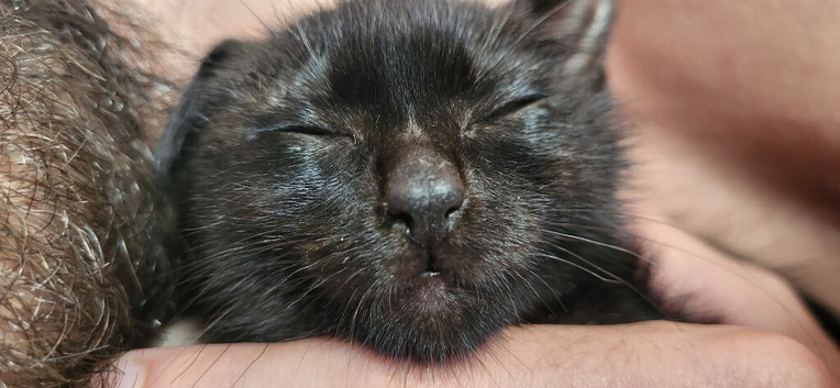 Female Black Cat