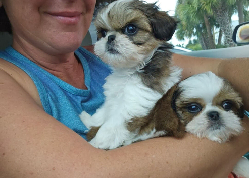 Shih tzu boys and girls updated now