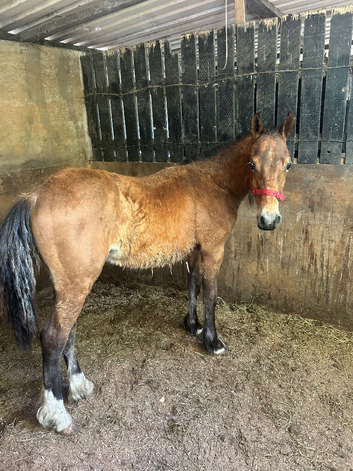 Nice big colt
