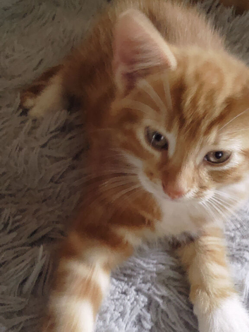 Ginger Kitten