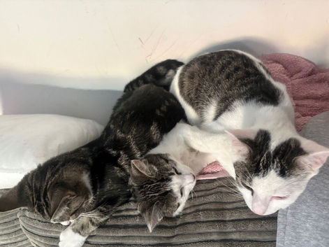 One lovely girl available
