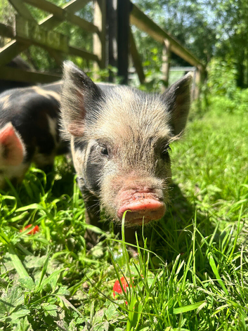 Male & female Kune Kune pigs available