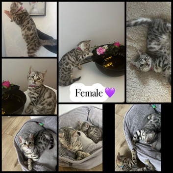 Kittens looking for forever home