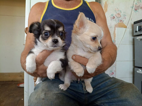 2 sisters chihuahua.