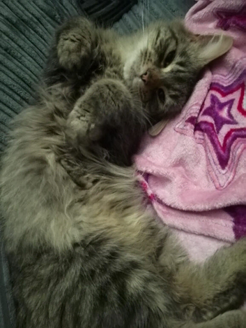 14 month male maine coon