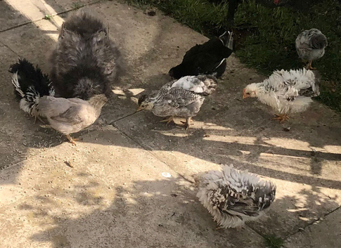 frazzle Batam Chicks