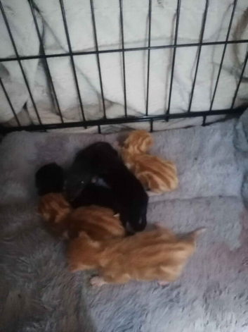 6 beaututiful kittens.