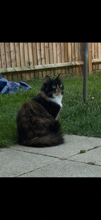 Pure Calico Rag Doll