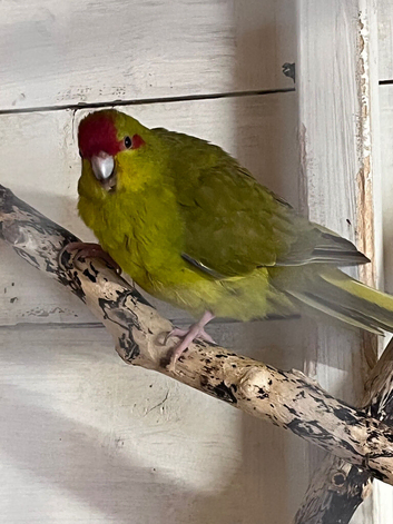 Breeding pair proven kakarakis