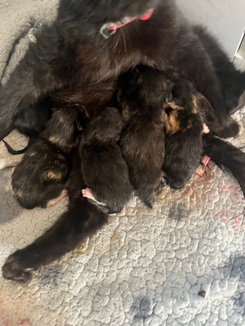 9 week old kittens