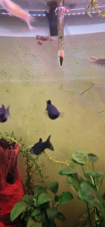 Young Black Mollies