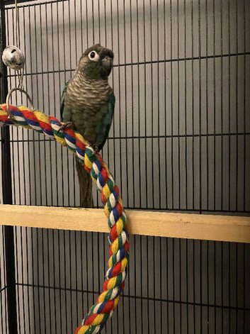 Blue cheek conure