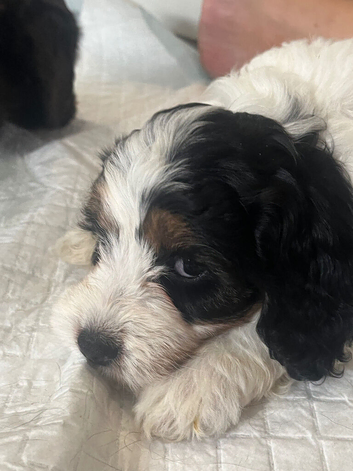 Adorable puppies ready 30th AUGUST