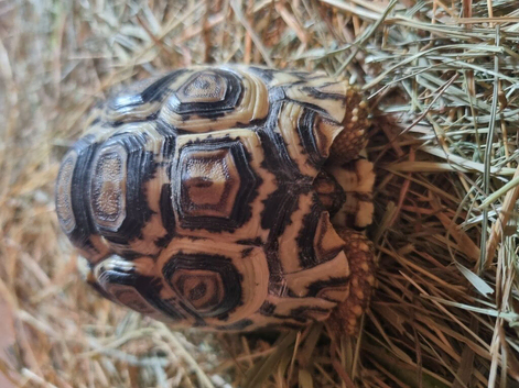 2 x year old leopard tortoises for sale