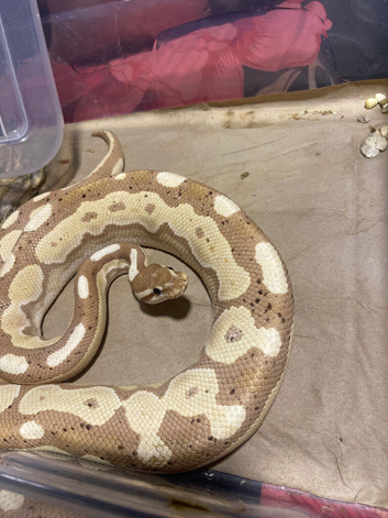 Royal python