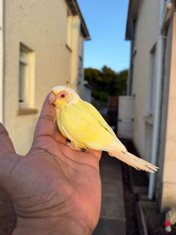 Creamino conure