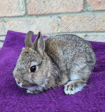 BABY NETHERLAND DWARF BUCKS