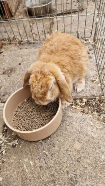 2 female mini lops