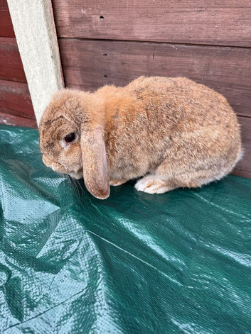 Female Holland lop for sale in Partington